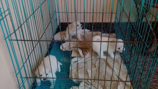 Pure pomeranian puppies for sale
