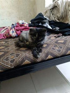 Pursian cat and kittens