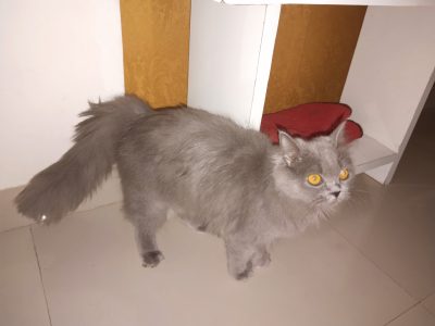 Pursian cat 8 months old