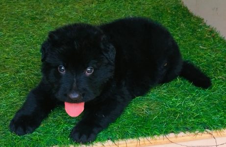 Quality black German Shepherd long coat puppies available