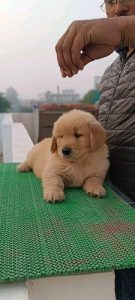Quality Golden Retriever puppy available