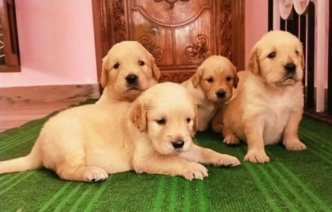 Quality Golden Retriever puppies available  6282260887