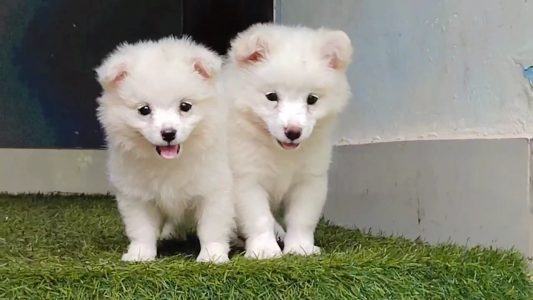 Quality mini pom puppies available 6282260887