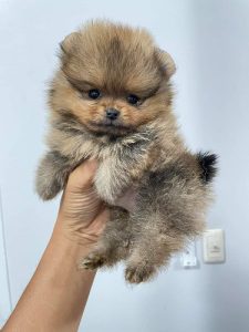 Best Quality Pom Pups For Sale Delhi
