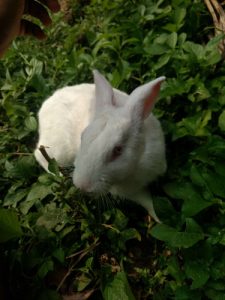 Rabits for sale