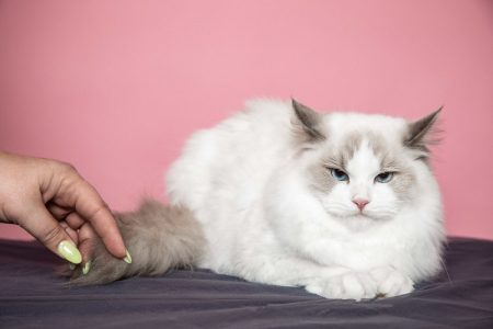 Ragdoll Cats and Kittens for sale