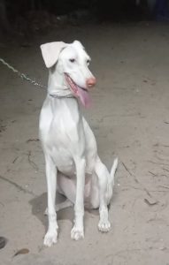 Rajapalayam dog 2 year girl