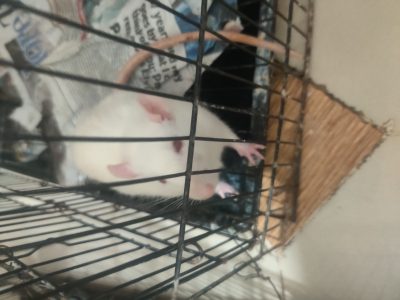 Rats of sale