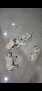 Ready to be a part of your family