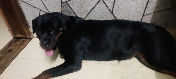 Rottweiler