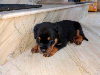 Dogs in Malappuram, Kerala – Karshika Marketplace