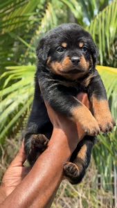 Rottweiler Puppies available call 6282260887