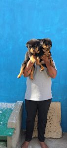 Rottweiler puppies available in Chennai