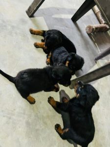 Rottweiler Puppies