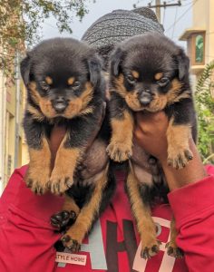 Rottweiler puppies