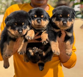 Rottweiler puppies for sale