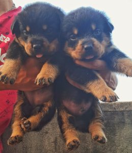 Rottweiler Puppy