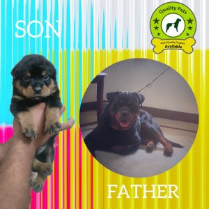 Rotwiller puppies available in Chennai contact 8754615589