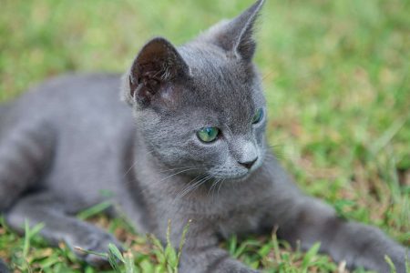 Russian Blue Cats and Kittens for sale