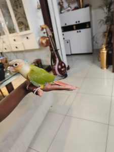 Selling 2 Pineapple canures with cage