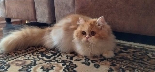Semi punch Persian cat for sale in Mysore karnataka