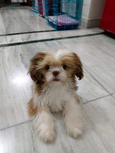 Shih Tzu