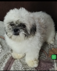 Shih Tzu male 11 months old