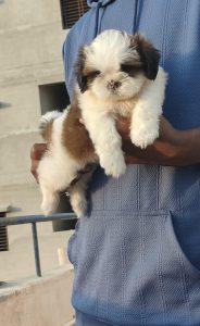 Shih Tzu puppies for sale