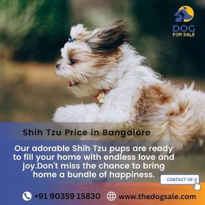 Shih Tzu puppies for sale