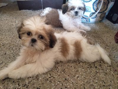 Shih Tzu puppies