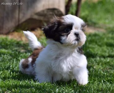 Shih Tzu puppies