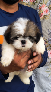 Shihtzu
