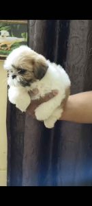 Shihtzu famales