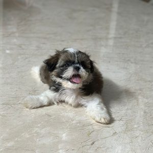 Shihtzu (male)