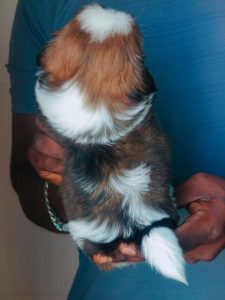 Shihtzu puppies available in chennai