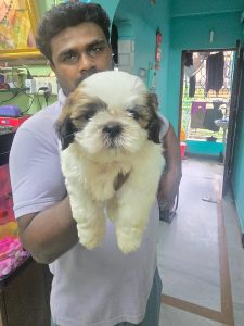 Shihtzu puppies available 8825472494
