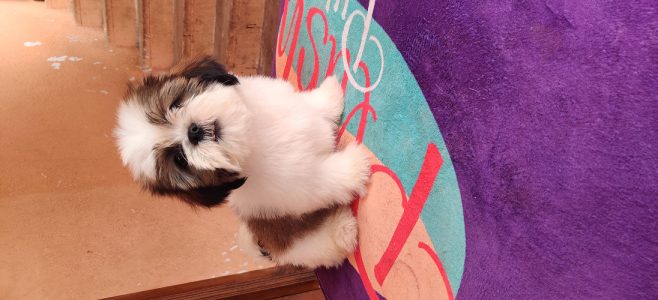 Shihtzu puppies for sale in chennai call 7200040780