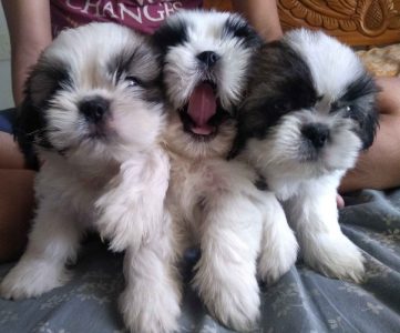 Shihtzu puppies