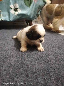 ShihTzu Puppies For