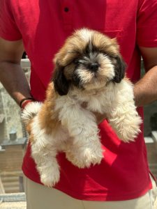 ShihTzu Puppies Ready For Sale Trust Kennel