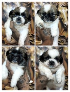ShihTzu Puppies For Sale Trust Kennel
