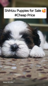 Shihtzu Puppy Available for Sale