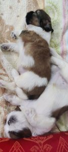 Shihtzu puppys Available