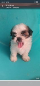 ShihTzu Pups Available For Sale Trust Kennel