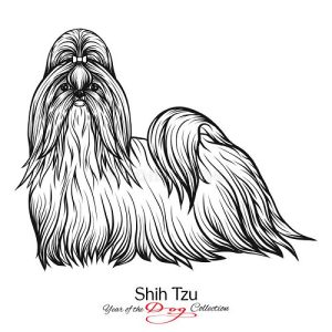 ShihTzu Pups Available Here Trust Kennel Delhi