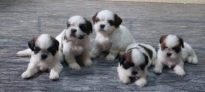 Shihztu male and female puppies