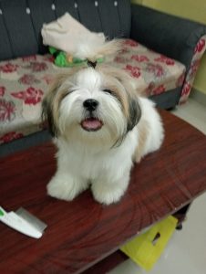 Shihztu puppies available in Chennai