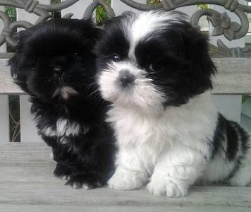 Shihztu puppies available in Chennai