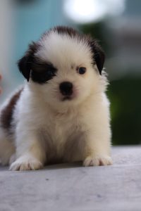 Shihztu puppies available in Chennai