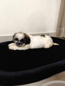 Shihztu puppies